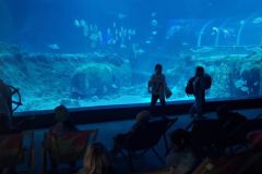 ZOO_6