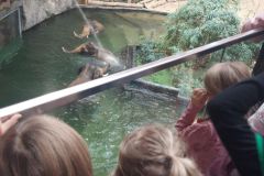 zoo_9